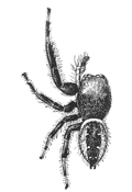 Fig. 134. Phidippus
multiformis.—Male enlarged six times.