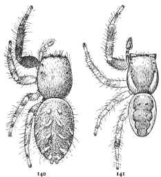 Figs. 140, 141. Dendryphantes militaris.—140, female.
141, male. Both enlarged six times.