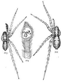 Figs. 202, 203, 204.
Pardosa nigropalpis.—202,
female. 203,
male. Both enlarged
four times.
204, end of palpus
of male.