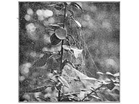 Fig. 332. Web of Linyphia phrygiana in a barberry bush. The spider stood under
the upper part of the inclined sheet close to the stem.