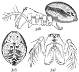 Figs. 345, 346, 347. Linyphia socialis.