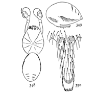 Figs. 348, 349, 350. Linyphia insignis.—348,
female enlarged
twelve times. 349, side of abdomen
of female. 350, epigynum.