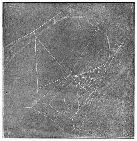 Fig. 382. Epeira sclopetaria tearing down an old web and beginning a new one. Five
new rays have been made and a quarter of the old web remains at the right.