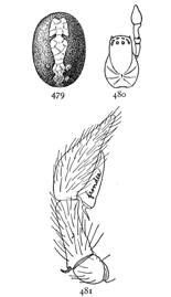 Figs. 479, 480, 481. Dictyna
frondea.—479, markings
of the abdomen enlarged
eight times. 480, cephalothorax
and palpus of male.
481, palpus of male.