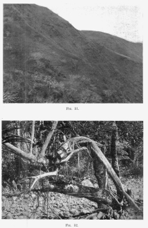 Fig. 51—Robledo’s mountain-side trail in the Urubamba
Valley below Rosalina.