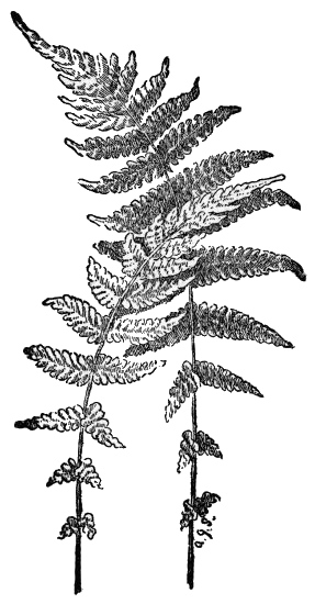 New York Fern