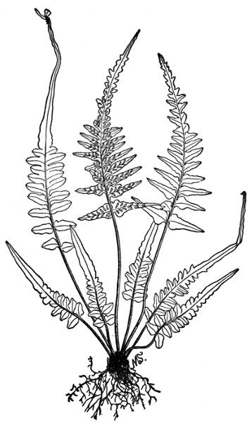 PLATE XXI
SCOTT'S SPLEENWORT