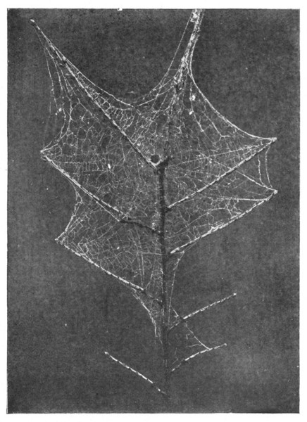 Fig. 104. Web of a curled-thread weaver.