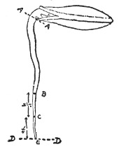 Fig. 199. The true leaves developing.