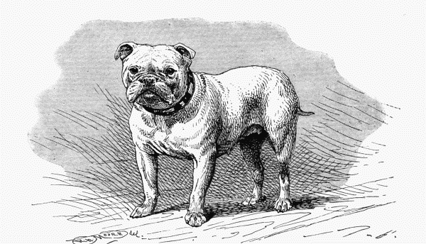 BULLDOG, CH. "LADY ROZELLE" C. H. LANE OWNER.
(SMALL)