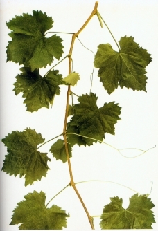 SHOOT OF VITIS VINIFERA