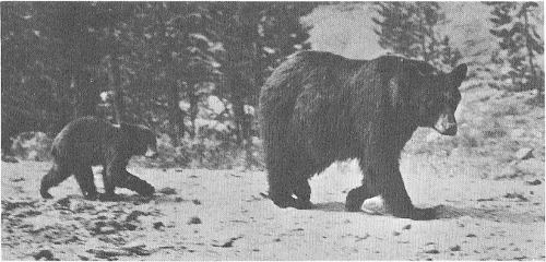 Mother bear and cub go for a stroll