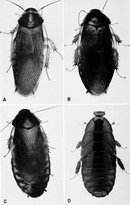 Pycnoscelus surinamensis.