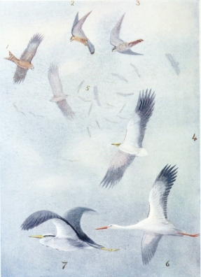 BIRDS IN MID-AIR