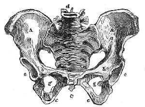 Bones of
the Pelvis