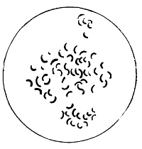 The Comma-Shaped Bacilli of Cholera