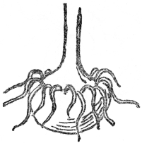 Fig. 7.—CORM OF JACK-IN-THE PULPIT

(After Gray)

Really an underground stem.