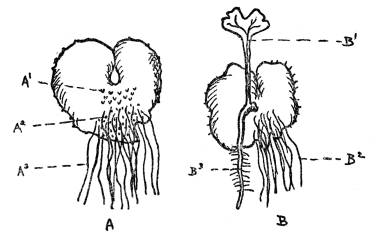 FIG. 76.—PROTHALLUS OF A FERN SEEN FROM THE UNDER SIDE

(A1) archegonia, (A2) antheridia, and (A3) the rhizoids.
B: Prothallus, showing the young plant with its first leaf (B1),
its own roots (B3) and the rhizoids of the prothallus (B2).
Drawing and legend for it slightly altered from Kraemer.