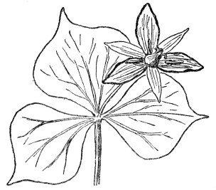 FIG. 88.—SHOWY WAKE-ROBIN

(Trillium grandiflorum)

A plant of the lily family (Liliaceæ). Note the tendency to net-veined
leaves in a monocotyledonous plant. Such instances are common in nature
and net-veined leaves are found in certain species of smilax and most of
the plants of the Arum family, containing the jack-in-the-pulpit, both
monocotyledons.