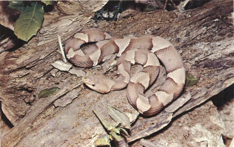 BROADBANDED COPPERHEAD