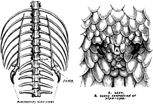 Rudimentary or vestigial hind-limbs of Python.