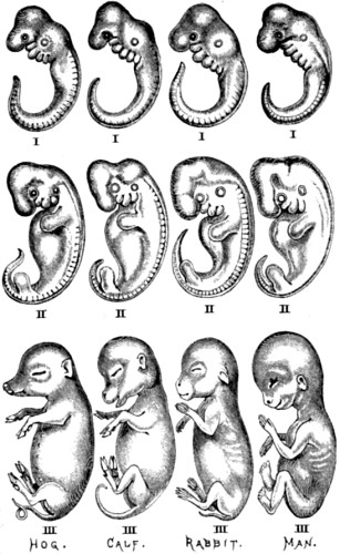 Another series of embryos
representing four different divisions of the class Mammalia.