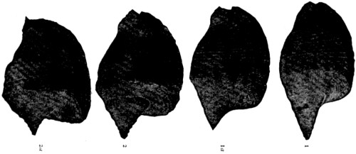 Transformation of Strombus.