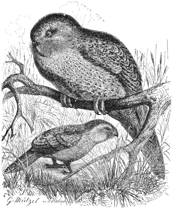 Kakapo (Stringops habroptilus). ¼ v. d. ware grootte.