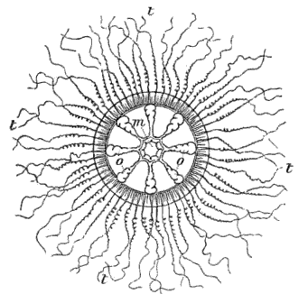 Fig. 79. Melicertum campanula seen from above; m mouth, o o ovaries, t t tentacles. (Agassiz.)