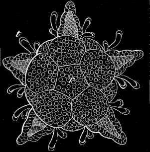 Fig. 184 Young
Ophiuran which has resorbed the whole larva.