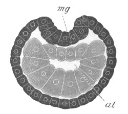 Illustration: Figure 5