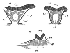 Illustration: Figure 20