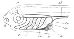 Illustration: Figure 35