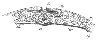 Illustration: Figure 51