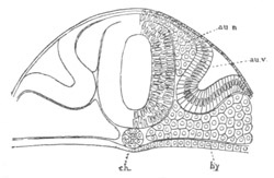 Illustration: Figure 63