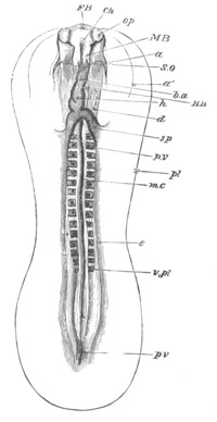 Illustration: Figure 109