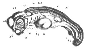 Illustration: Figure 131