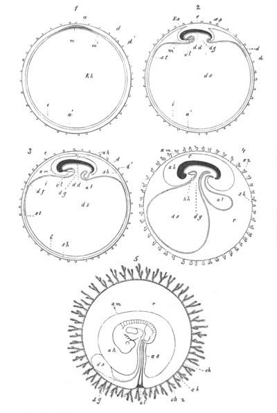 Illustration: Figure 147