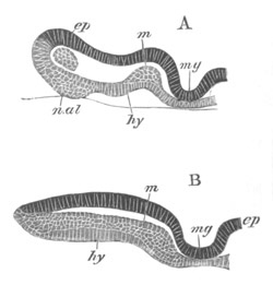 Illustration: Figure 213