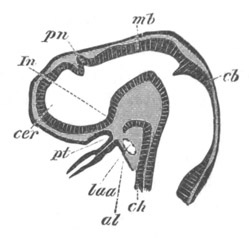 Illustration: Figure 252