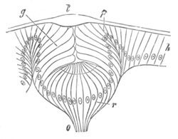 Illustration: Figure 282