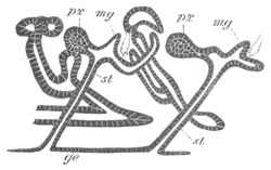 Illustration: Figure 390