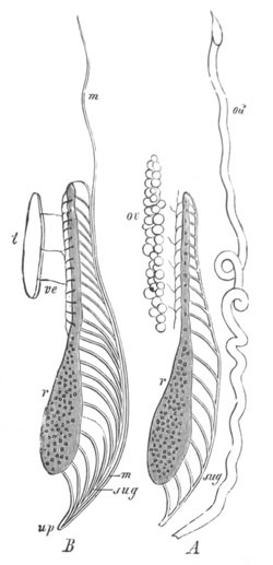 Illustration: Figure 400