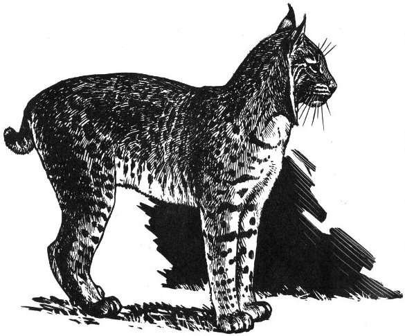 bobcat