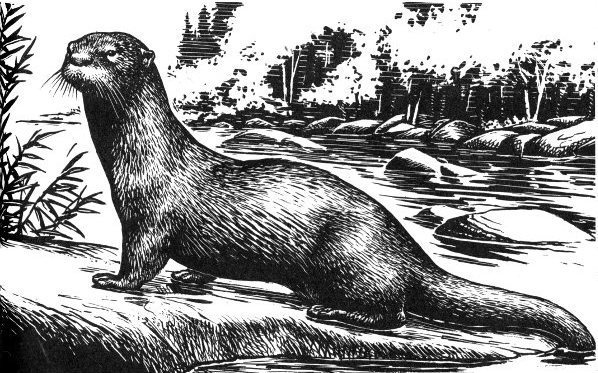 river otter