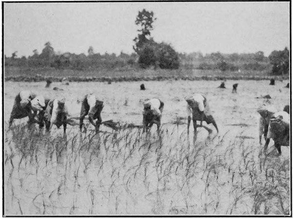 Transplanting Rice