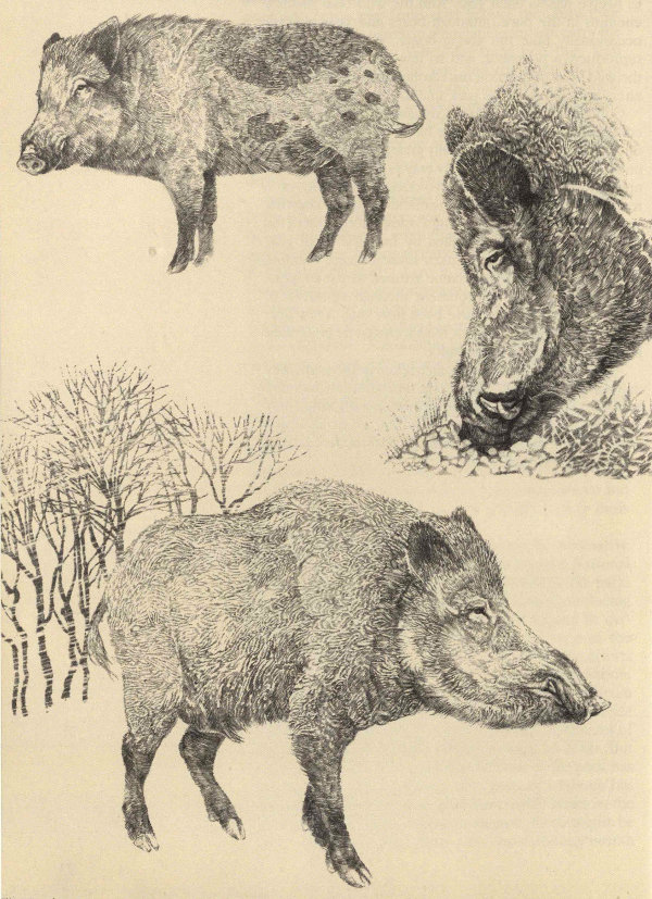 Boars