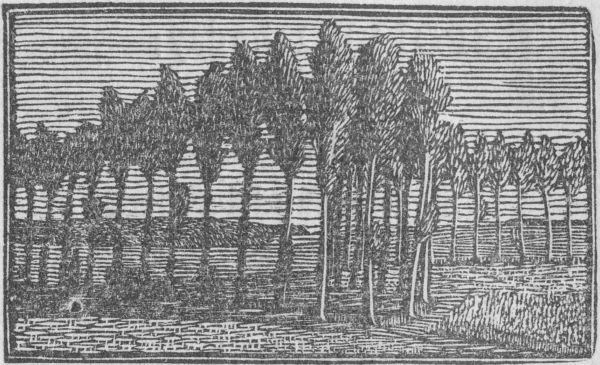 Poplars