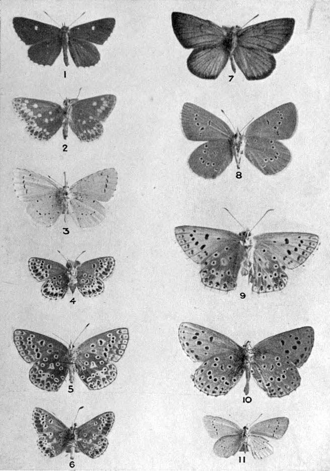 Plate 15