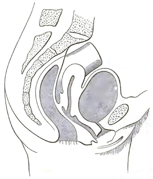 Pelvic Organs